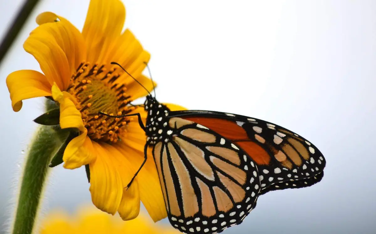 Mariposa monarca, así puedes contribuir a su cuidado 